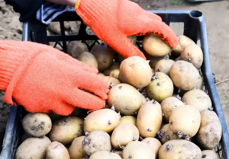 Ruce v rukavicích třídí naklíčené brambory v koši.