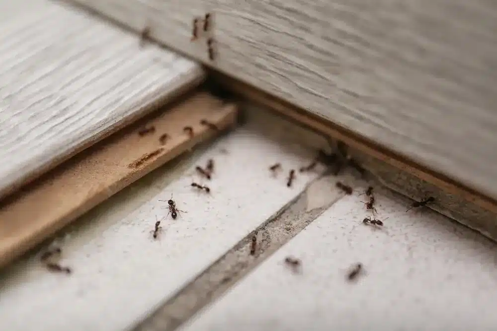 Mravenci se pohybují podél spáry v dřevěné podlaze uvnitř domu.