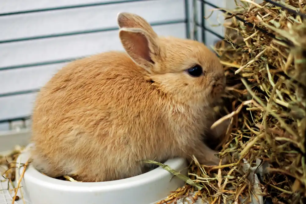 Malý králík v kleci, který se krmí senem, zajištění správné výživy a péče.