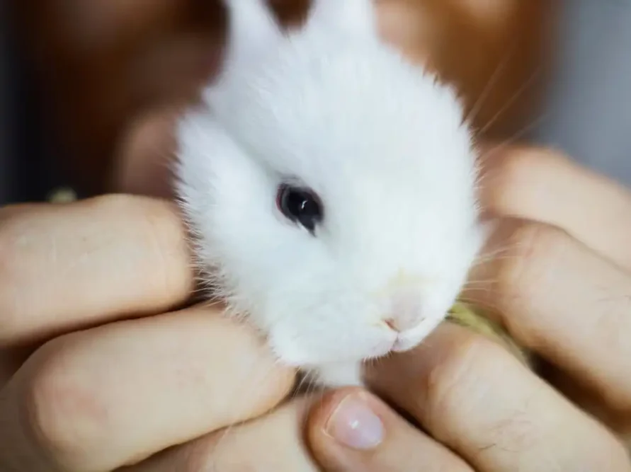 Bílý trpasličí králík držený v rukách, ukazující blízký vztah mezi chovatelem a jeho mazlíčkem.